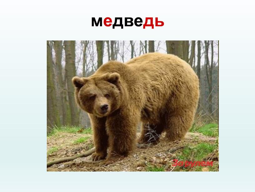 медведь