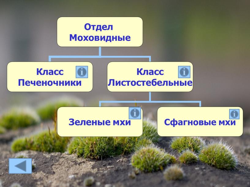 Презентация по биологии "Меховое одеяло земли" (7 класс)