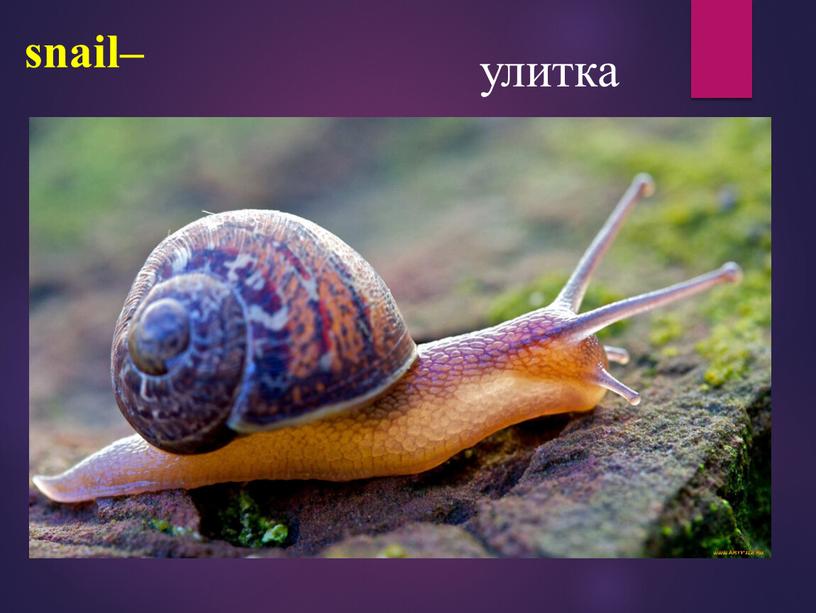 snail– улитка