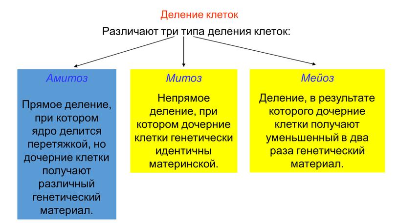 Деление клеток Различают три типа деления клеток: