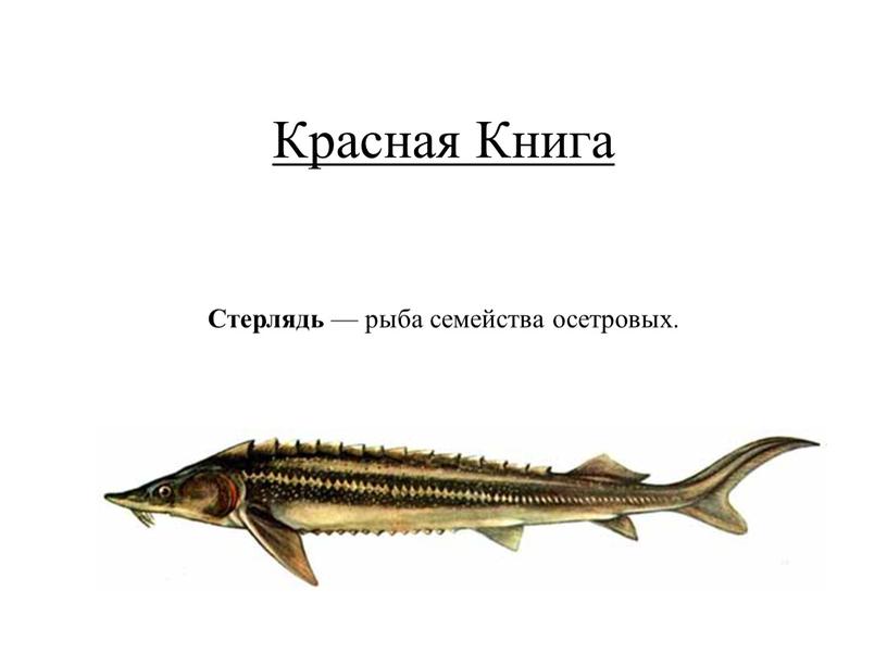 Красная Книга Стерлядь — рыба семейства осетровых