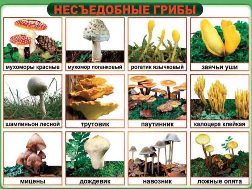 «Многообразие и значение грибов»