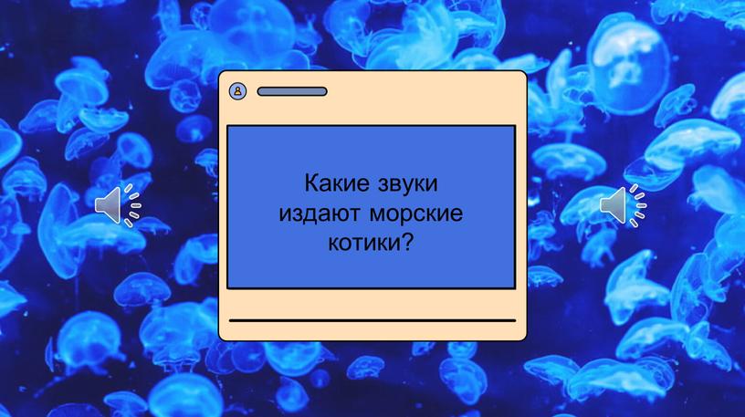 Какие звуки издают морские котики?