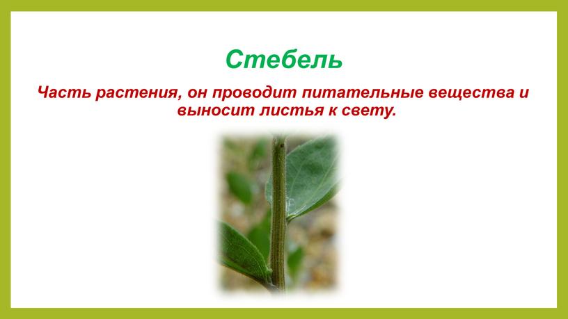 Стебель Часть растения, он проводит питательные вещества и выносит листья к свету