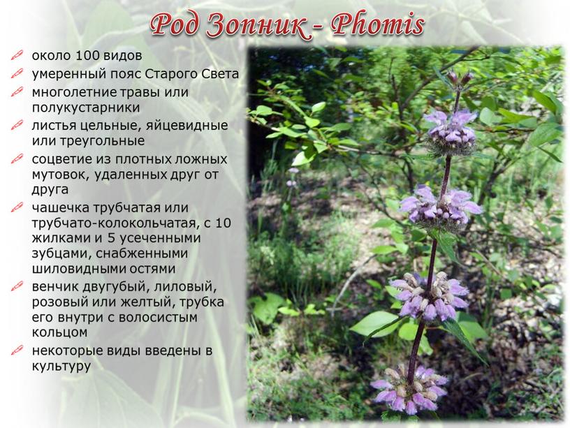 Род Зопник - Phomis около 100 видов умеренный пояс