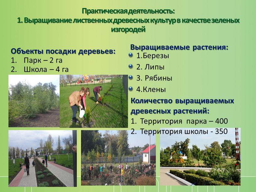 Практическая деятельность: 1. Выращивание лиственных древесных культур в качестве зеленых изгородей