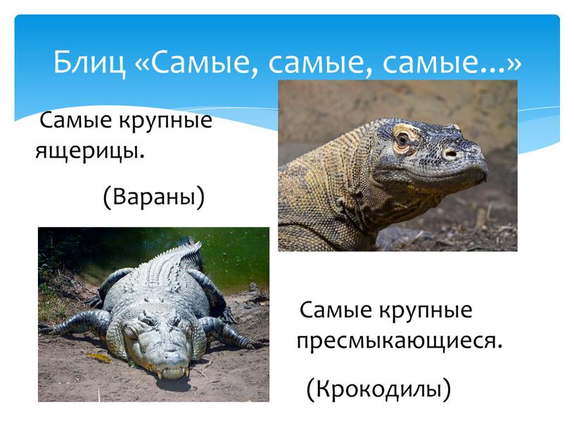 Самые крупные ящерицы. Блиц «Самые, самые, самые