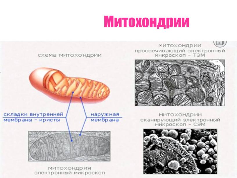 Картинка митохондрии клетки