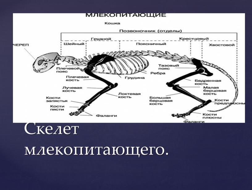 Скелет млекопитающего.
