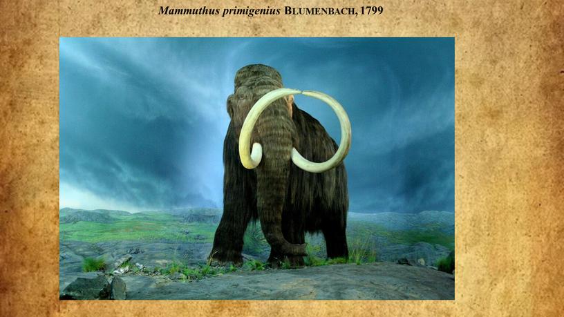 Mammuthus primigenius Blumenbach, 1799