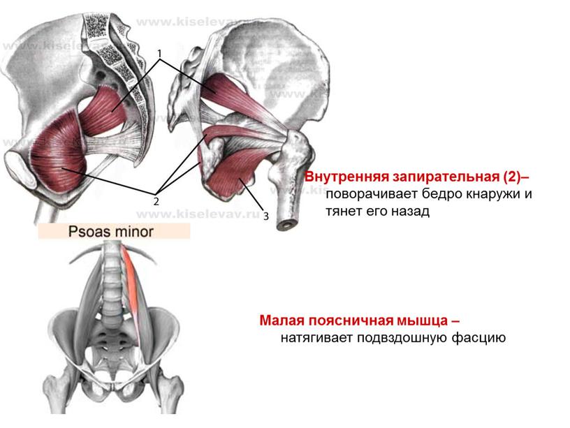 Малая поясничная мышца – натягивает подвздошную фасцию