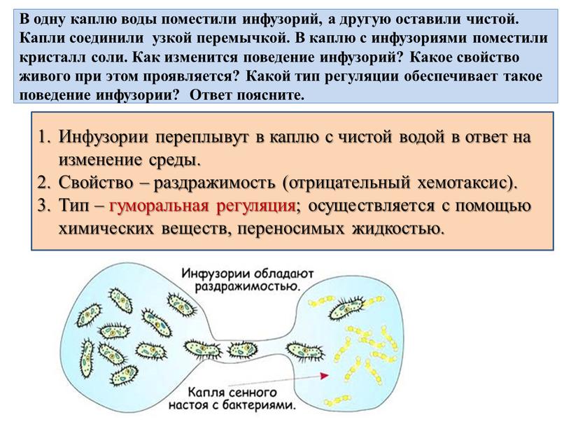 В одну каплю воды поместили инфузорий, а другую оставили чистой