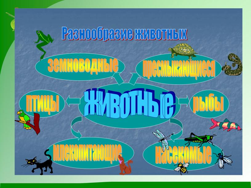 Урок познания мира на тему"Разнообразие птиц" , презентация к уроку " Разнообразие птиц"