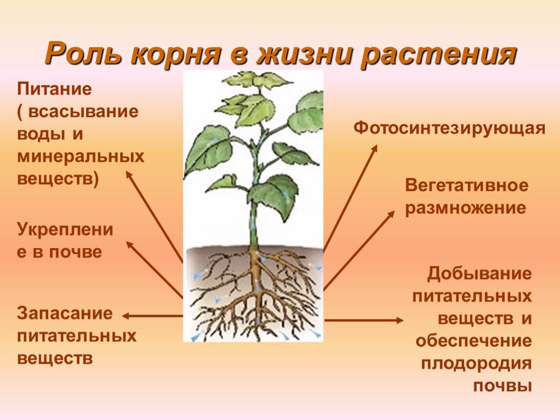 Роль корня в жизни растения Укрепление в почве