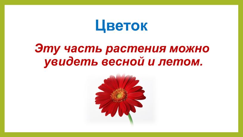 Цветок Эту часть растения можно увидеть весной и летом