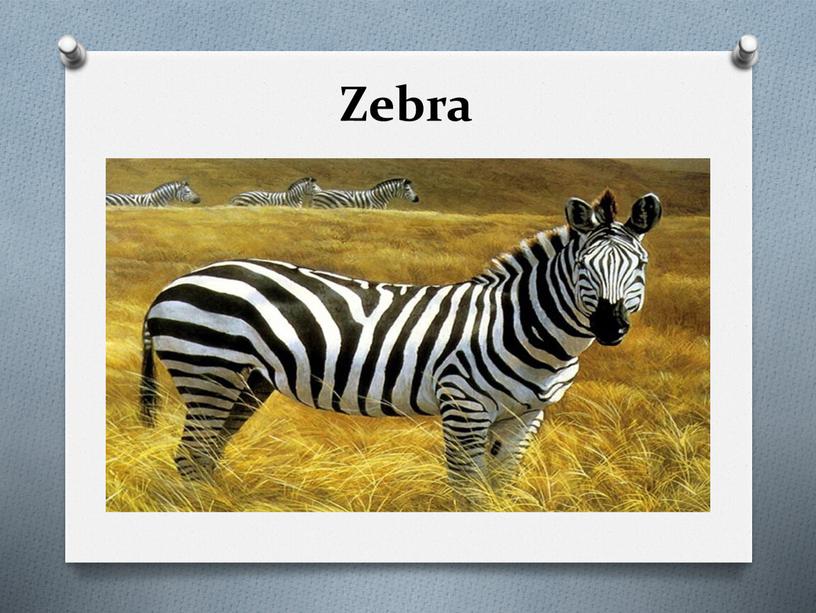 Zebra