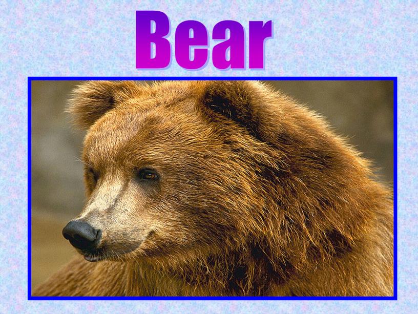 Bear