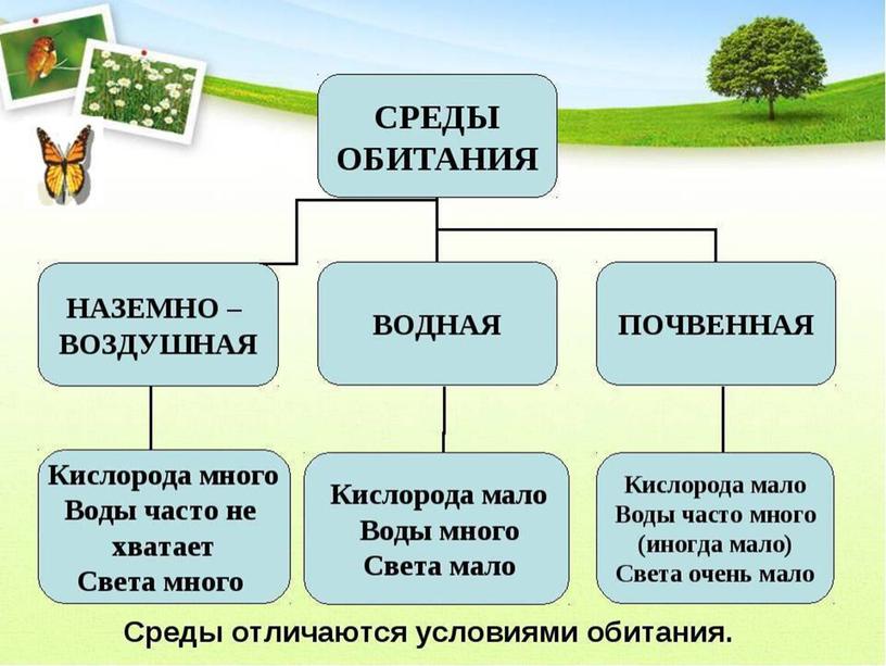 Характеристика сред жизни Среда жизни