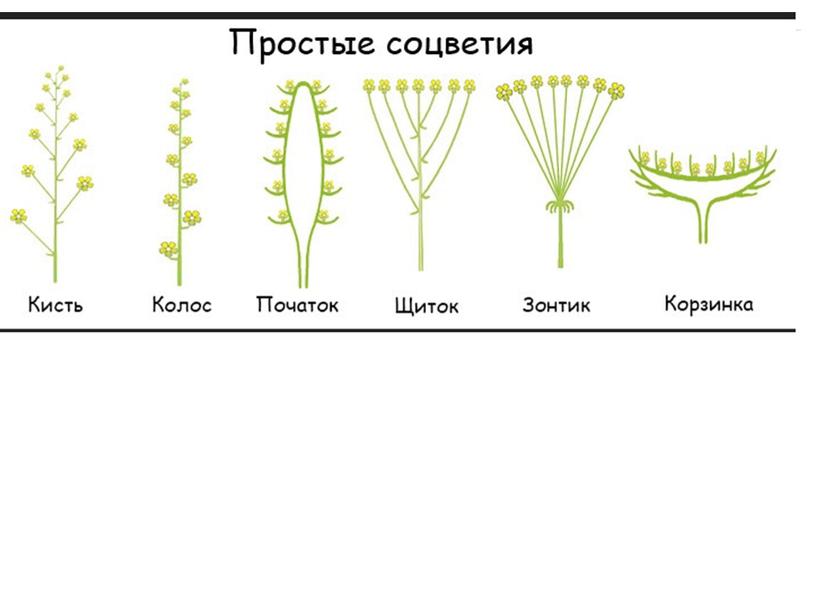 Соцветия, 6 класс, биология