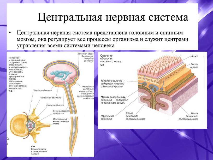 Центральная нервная система Центральная нервная система представлена головным и спинным мозгом, она регулирует все процессы организма и служит центрами управления всеми системами человека