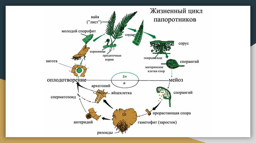 Ботаника. Водоросли. Споровые растения.