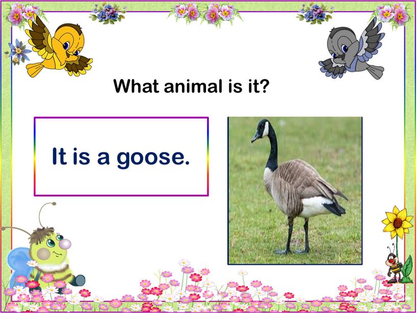 What animal is it? It is a goose