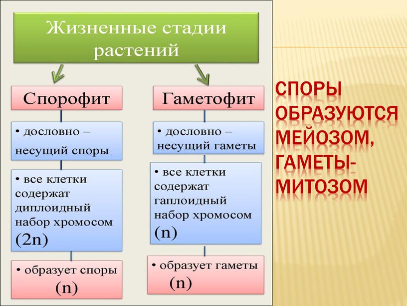 СПОРЫ ОБРАЗУЮТСЯ МЕЙОЗОМ, ГАМЕТЫ-