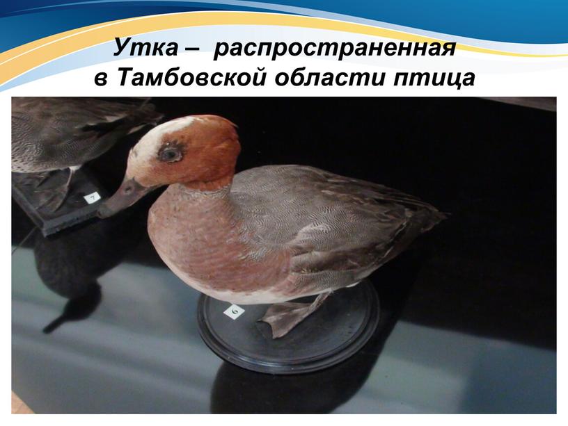 Утка – распространенная в Тамбовской области птица