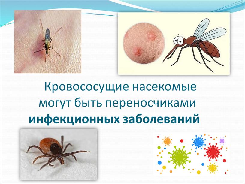 Кровососущие насекомые могут быть переносчиками инфекционных заболеваний