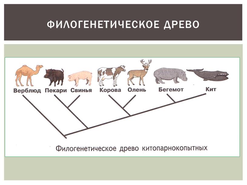 ФИЛОГЕНЕТИЧЕСКОЕ ДРЕВО