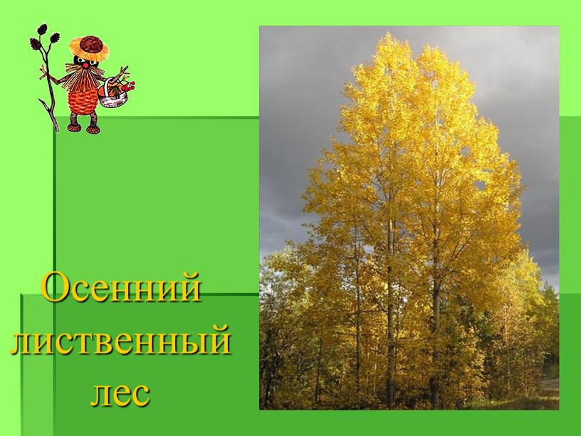 Осенний лиственный лес