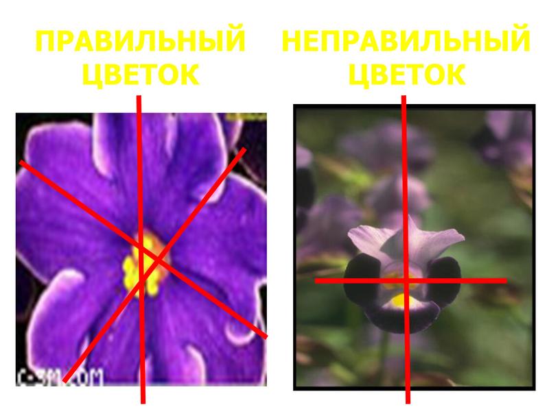 ПРАВИЛЬНЫЙ ЦВЕТОК НЕПРАВИЛЬНЫЙ