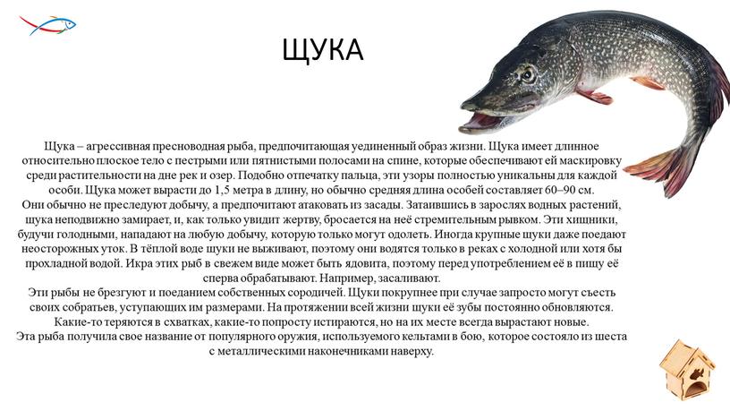 ЩУКА Щука – агрессивная пресноводная рыба, предпочитающая уединенный образ жизни