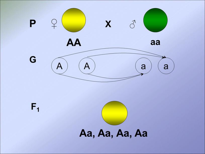 Р ♀ Х ♂ АА аа G a A A a F1 Aa,