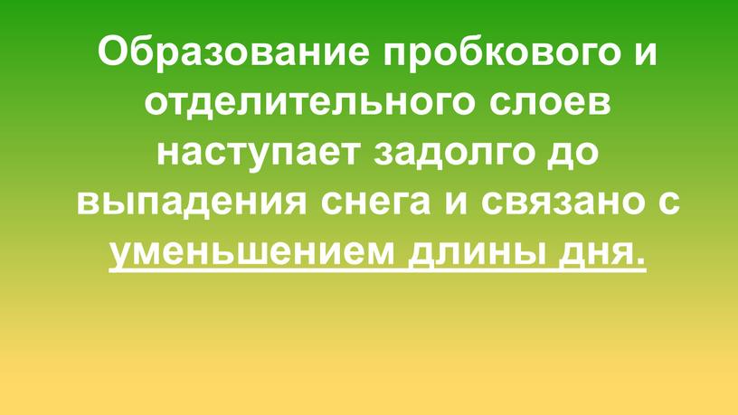 Образование пробкового и отделительного слоев наступает задолго до выпадения снега и связано с уменьшением длины дня