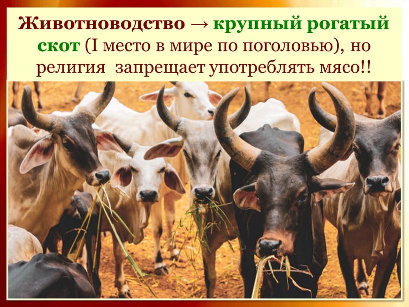 Животноводство → крупный рогатый скот (I место в мире по поголовью), но религия запрещает употреблять мясо!!