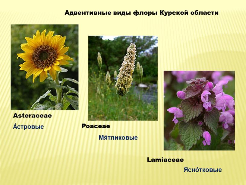 Адвентивные виды флоры Курской области