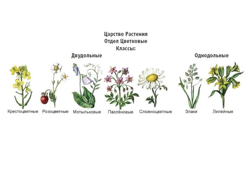 Презентация по биологии на тему "Систематика растений, ее значение для ботаники" (6 класс)