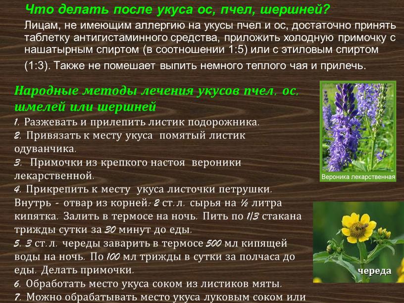 Что делать после укуса ос, пчел, шершней?