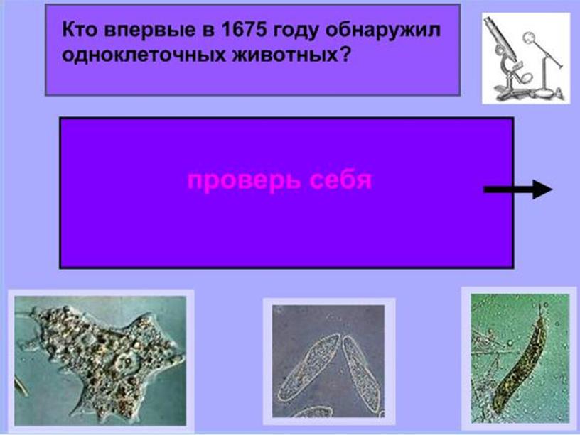 Презентация по биологии 7 класс "Общая характеристика простейших"