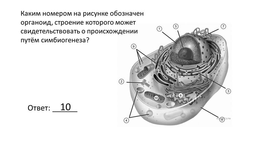 Каким номером на рисунке обозначен органоид, строение которого может свидетельствовать о происхождении путём симбиогенеза?