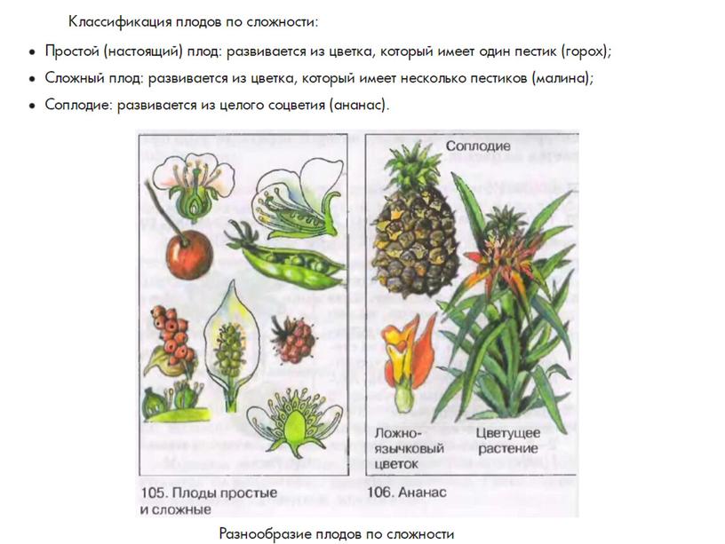 Плоды  растений, 6класс, биология