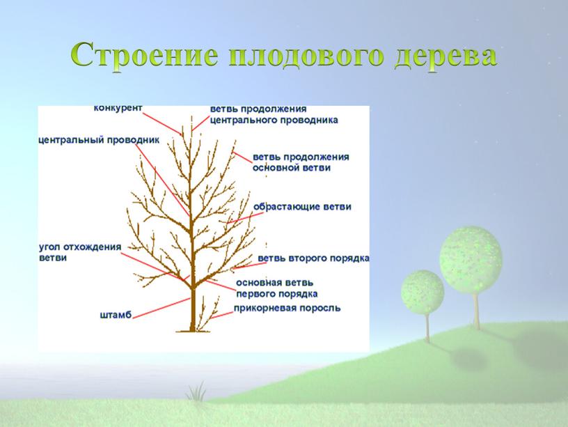 Строение плодового дерева