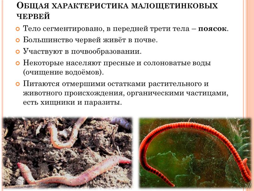 Общая характеристика малощетинковых червей