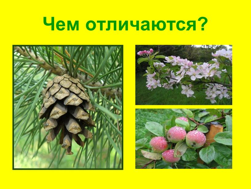 Чем отличаются?