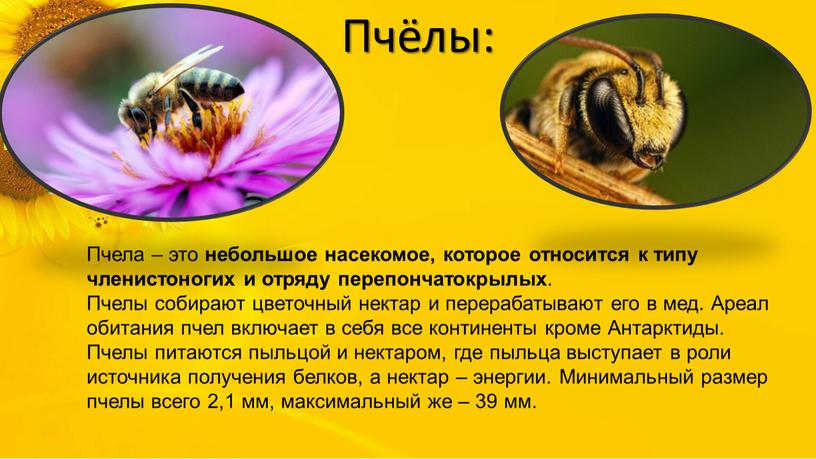 Пчёлы: Пчела – это небольшое насекомое, которое относится к типу членистоногих и отряду перепончатокрылых
