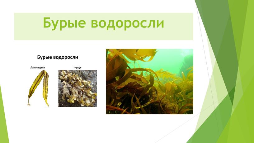 Бурые водоросли