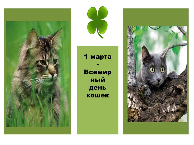 1 марта - Всемирный день кошек