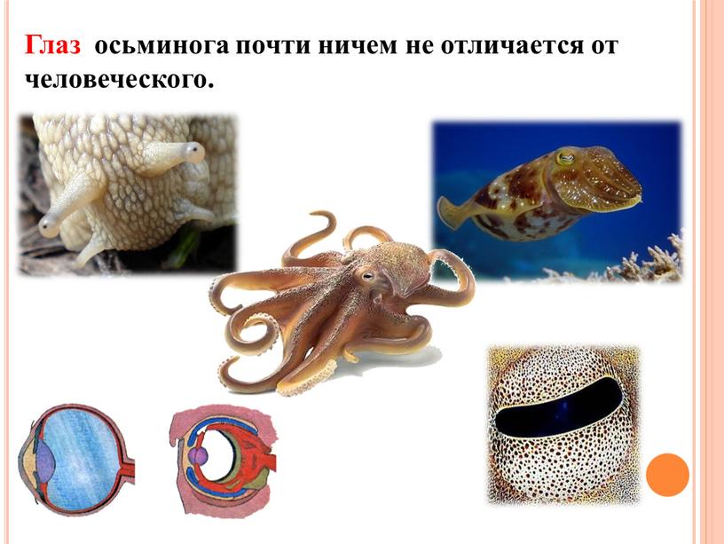 Глаз осьминога почти ничем не отличается от человеческого