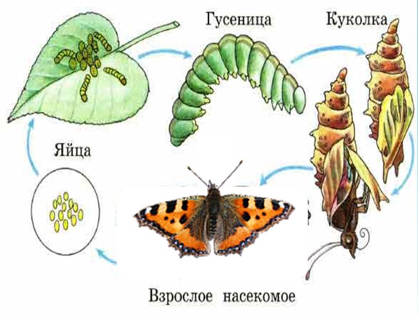 Презентация на тему: Мир в котором мы живем.